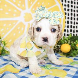 Harlie - Buff and white female Cocker Spaniel puppy in Rattan, Oklahoma from Double M Cocker Spaniels