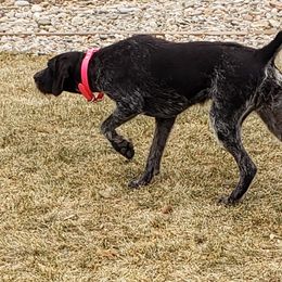 Mina - German Wirehaired Pointer