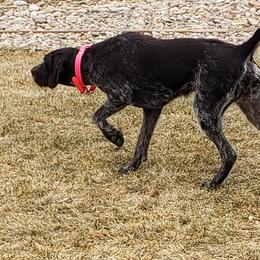 Mina - German Wirehaired Pointer