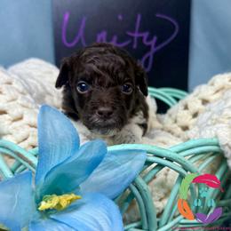Unity - Parti female Labradoodle puppy in Bowman, Georgia from Companion Creek Farm