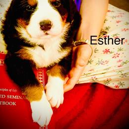 Esther - Black rust and white female Bernese Mountain Dog puppy in Strasburg, Ohio from Lois Allison