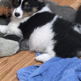 Addison - Black and tan female American Corgi puppy in Hico, Texas from Chisholm Trail Kennels
