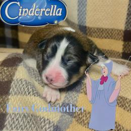Fairy Godmother - Sable female Pembroke Welsh Corgi puppy in Valley, Washington from Corgis of the Mountain Valley