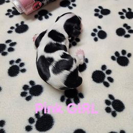 AKC PINK GIRL - Tri-color female Cavalier King Charles Spaniel puppy in Joplin, Missouri, Missouri from HOL-A-DA CAVALIERS