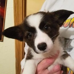 Cardigan Welsh Corgis, German Wirehaired Pointers, and Saint Bernards from Marianette Saint Bernards  Cardigans and GWPs
