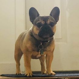 Jyn - French Bulldog
