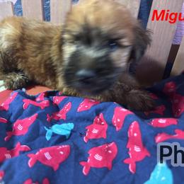 Miguel - Wheaten male Soft Coated Wheaten Terrier puppy in Gladewater, Texas from Felicias Swheaties