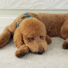 Goldendoodles from Ellie is a mama!