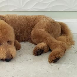 Goldendoodles from Ellie is a mama!