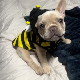 French Bulldog Puppies from Foster Lake Frenchies