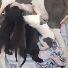 Great Dane Puppies from HCC Great Danes