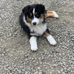 Miniature American Shepherd Puppies from AKC Emerald Minis