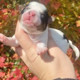 Biewer Terrier Puppies from Petit Bijou