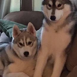 Siberian Huskies from Pandora Siberian’s