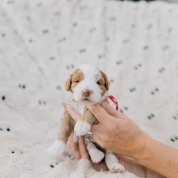 Hazel - Red female Bernedoodle puppy in Murray, Utah from Sun Valley Doodles