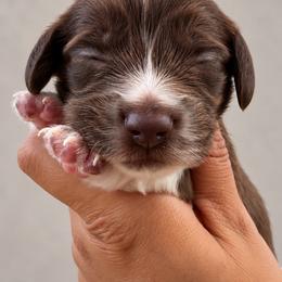 Hershey - Piebald male Dachshund puppy in Jarales, New Mexico from Poker Paws Dachshunds