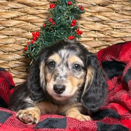 Boy 2 - Dapple male Dachshund puppy in Waycross, Georgia from Camie's Dachshunds