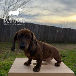 Nicole - Brindle female Dachshund puppy in Royse City, Texas from Truehearted Miniature Dachshunds