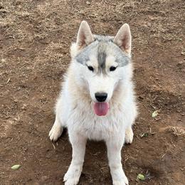 Milo - Gray and white male Siberian Husky puppy in Loudon, Tennessee from Kristari Siberians
