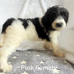 Goldendoodle Puppies from Shelby Doodles