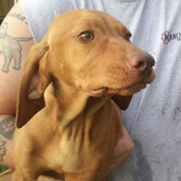 Weimaraners from River Bottom Puppies