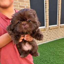 Lainey Chocolate - Liver female Shih Tzu puppy in Richmond, Texas from Aleka Shih Tzu