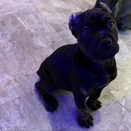 Yellow - Black male Cane Corso puppy in Sullivan, Missouri from Midwest Cane Corso in Action