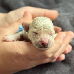 Boy 4 - Apricot male Goldendoodle puppy in Wharton, Texas from Little Fur Friends