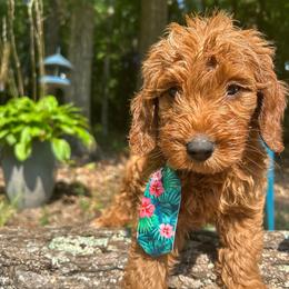Cypress - Red  male Goldendoodle puppy in Camden, North Carolina from Oopsie Doodles of NC