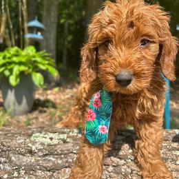 Cypress - Red  male Goldendoodle puppy in Camden, North Carolina from Oopsie Doodles of NC