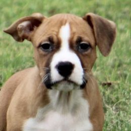 American Staffordshire Terriers from Explicit Amstaffs NE