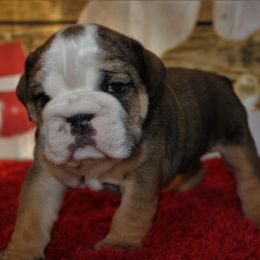 English Bulldog and Great Dane Puppies from Macnaughty Bulldogs