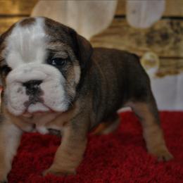 English Bulldog and Great Dane Puppies from Macnaughty Bulldogs