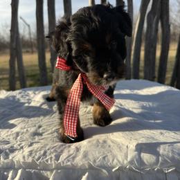Cupid - Black tri-color male Aussiedoodle puppy in Eastland, Texas from H5 Mini Doodles