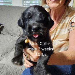 Gold color - Black male Bernedoodle puppy in Fairmount, Indiana from Capens' Doodles,Poodles and Poo's