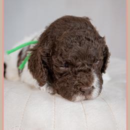 Luca - Brown and white male Cockapoo puppy in Connersville, Indiana from Deaz Doodle Ranch