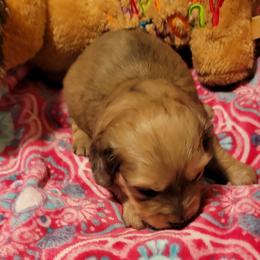 Dachshund Puppies from CLARK'S BREEDING PROGRAM