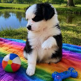 Tux - Black and white male Chihuahua puppy in Tyler, Texas from Fancy Pants Chihuahua’s