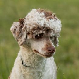 Trooper - Aussiedoodle