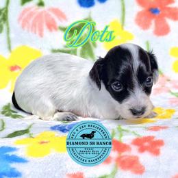 DOTS - Piebald male Dachshund puppy in Columbia, Louisiana from Diamond 5R Ranch AKC & CKC Miniature Dachshunds