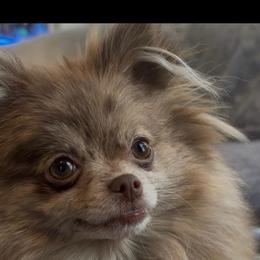 Savy - Pomeranian