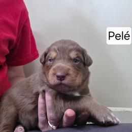 Pelé FIFA - Red tri-color male Australian Shepherd puppy in Solon, Maine from Mountain Range Australian Shepherds
