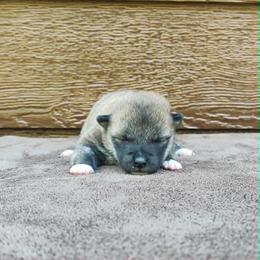 Chia - Red female Shiba Inu puppy in Clayton, Illinois from Adorable-Puppies