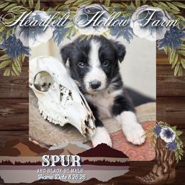 Spur - Black & white male Australian Shepherd puppy in Keyser, West Virginia from Heartfelt Hollow Farm