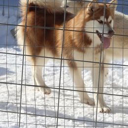 Floki - Alaskan Malamute