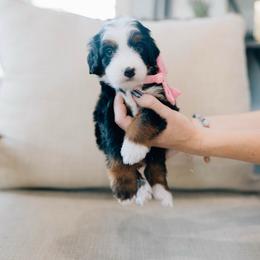 Brie - Tri-color female Bernedoodle puppy in Murray, Utah from Sun Valley Doodles