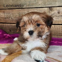 Leonardo - Red male Lhasa Apso puppy in Jefferson, New York from Absolute Lhasa Love