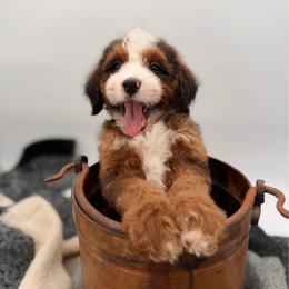 Sterling - Sable male Bernedoodle puppy in Ocala, Florida from Bernedoodles of Florida