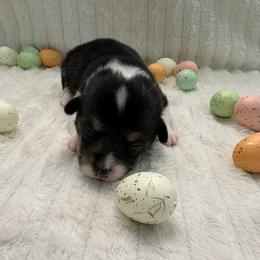 Dark Blue Collar - Black and tan female Pembroke Welsh Corgi puppy in Abingdon, Virginia from Em-K Kennels