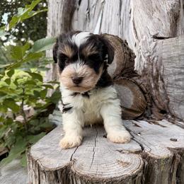 Boone - Liver male Miniature Schnauzer puppy in Silver Creek, Mississippi from Mamie’s Minis, LLC
